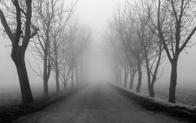 Image of a foggy, tree-lined road