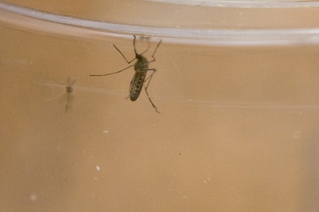 A mosquito is shown in this image. 